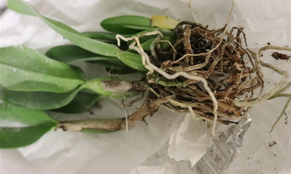 CITES - pokojové rostliny